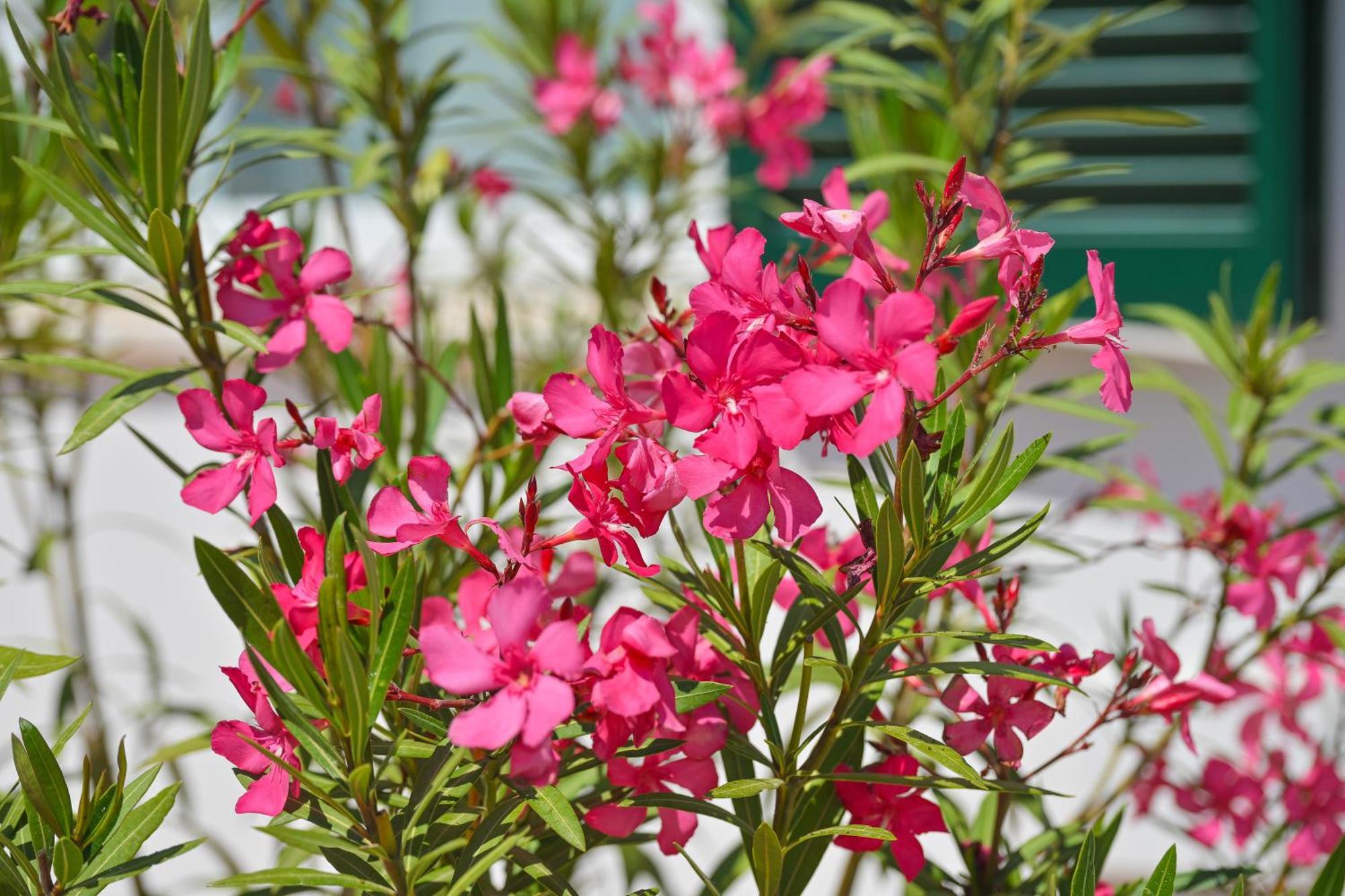 Maddalena Con Piscina, Giardino E Posto Auto - 6 Posti Letto Villa *